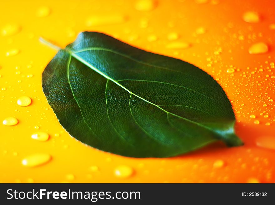 Green leaf on a orange background with fresh water droplets. Green leaf on a orange background with fresh water droplets