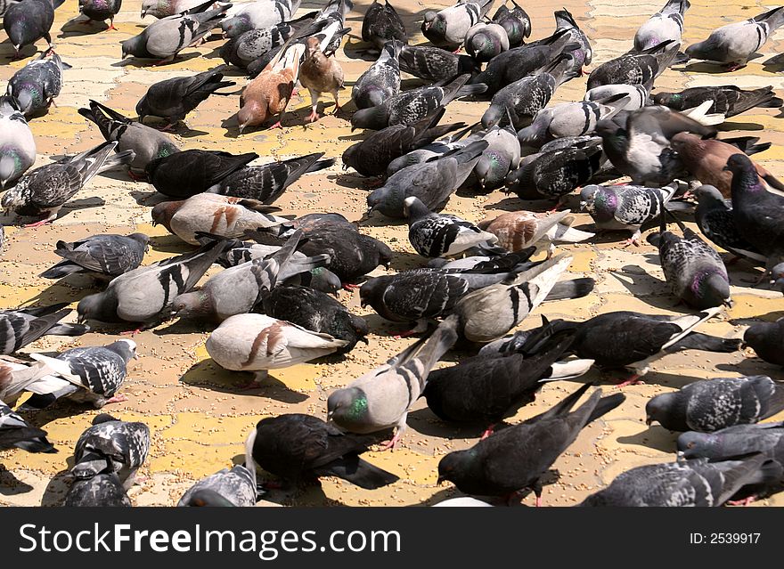 Many many many pigeons together