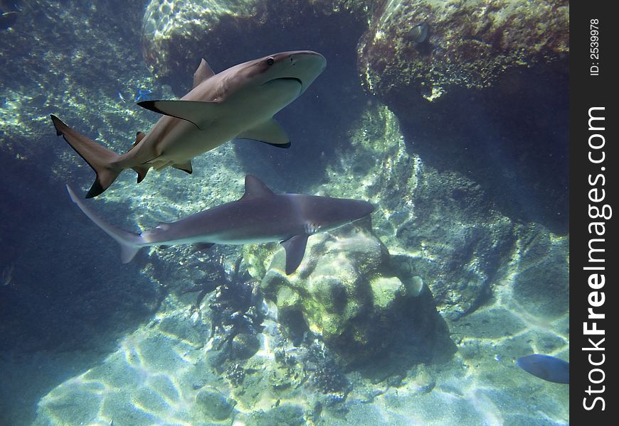 Grey Reef Shark (Carcharhinus amblyrhynchos) and Blacktip Reef Shark (Carcharhinus melanopterus) swimming over reef. Grey Reef Shark (Carcharhinus amblyrhynchos) and Blacktip Reef Shark (Carcharhinus melanopterus) swimming over reef.