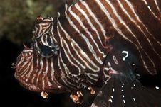 Common Lionfish Stock Image Common Lionfish Stock Image