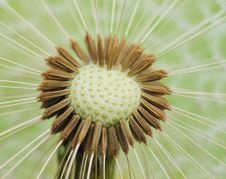 Dandelion Seeds Stock Photo Dandelion Seeds Stock Photo
