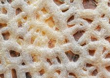 Cantaloupe Royalty Free Stock Photos Cantaloupe Royalty Free Stock Photos