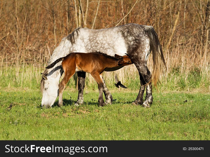 Horse family in the pasture