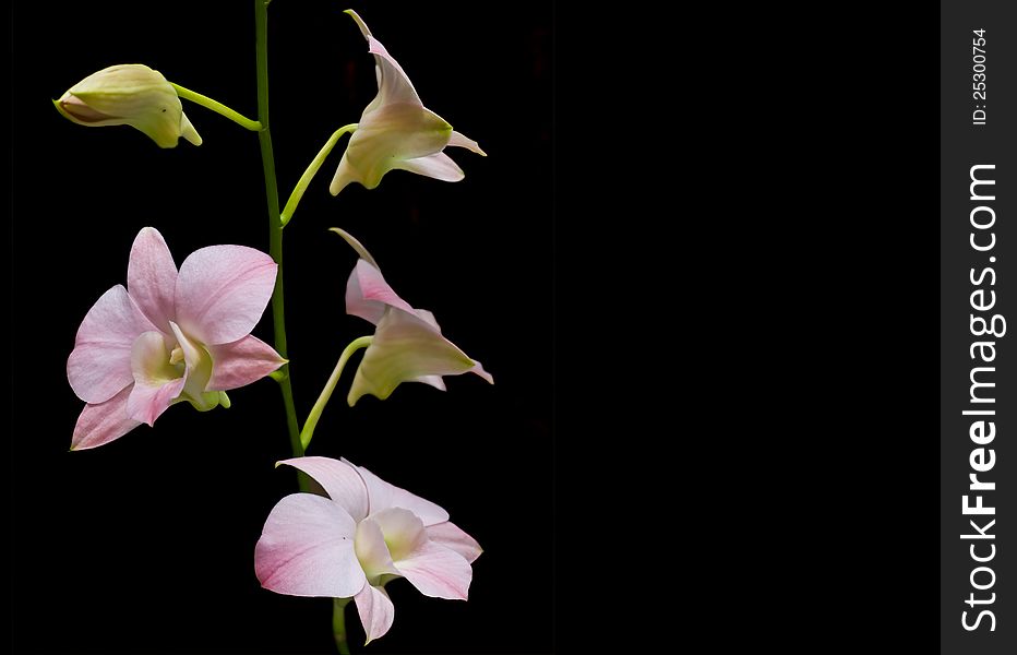 Orchid isolated on black background. Orchid isolated on black background
