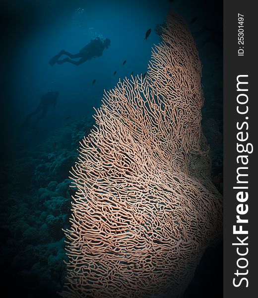 Gorgonion Coral