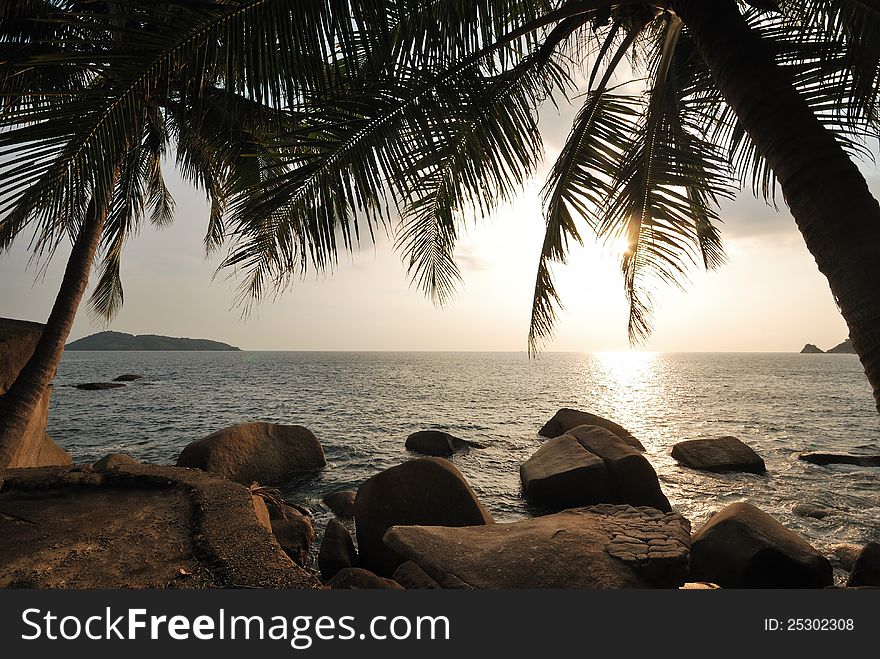 Black silhouette of a coconut tree on the beach. Black silhouette of a coconut tree on the beach