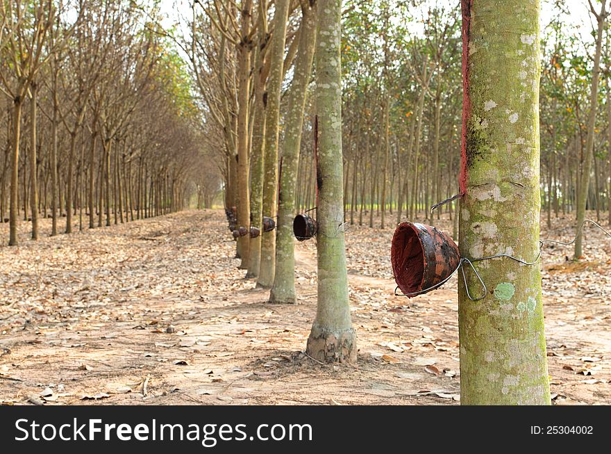 Rubber trees with the empty cups