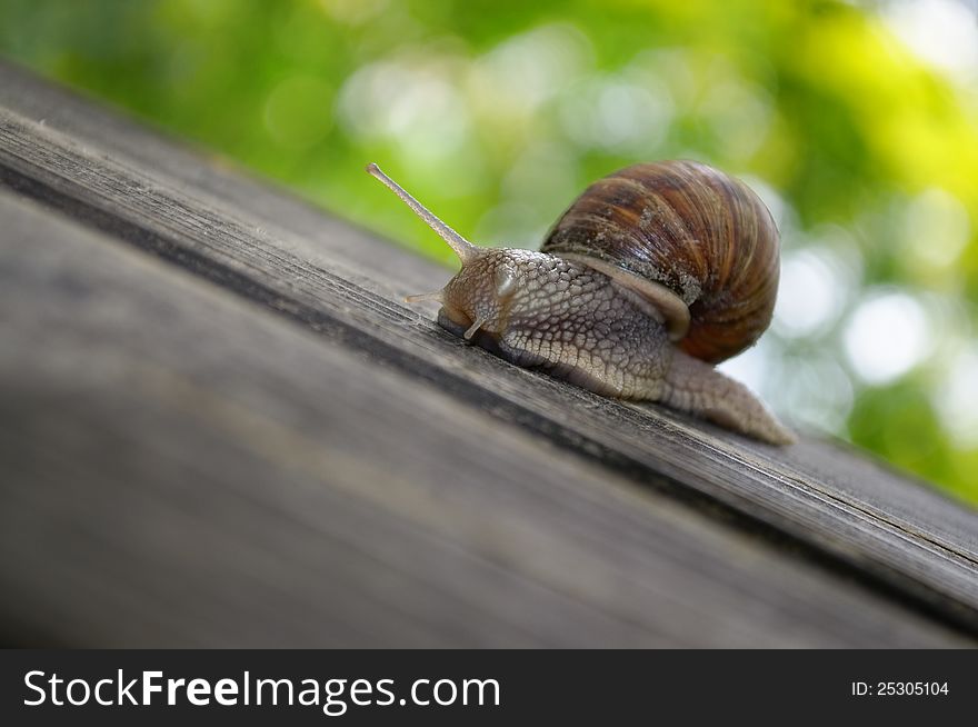 A lonely snail crawling on wooden plank. A lonely snail crawling on wooden plank