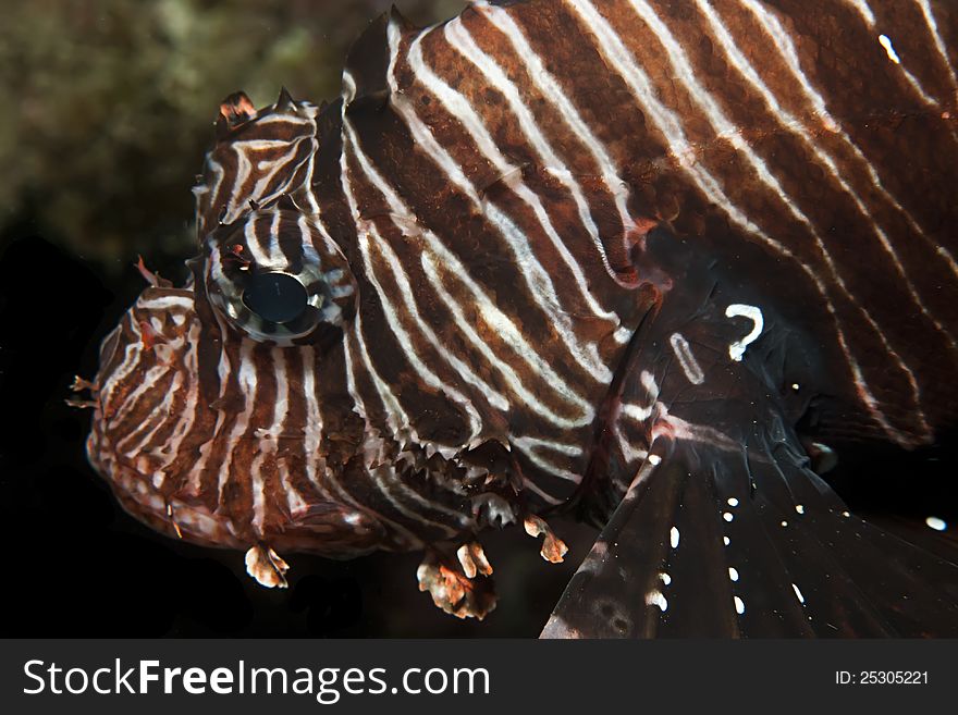 Common Lionfish