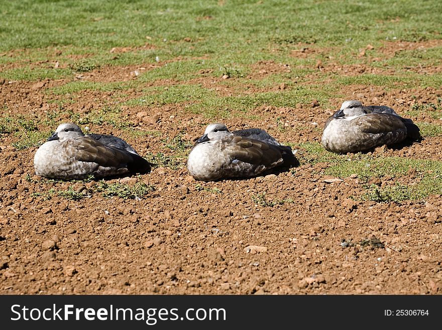 Brown ducks rest in the sun