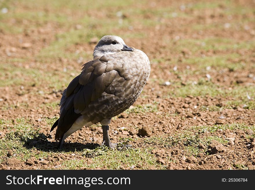 Brown duck rest in the sun