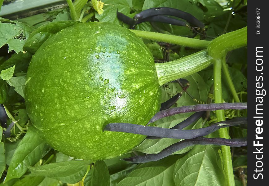 Unripe green pumpkin in my garden. Unripe green pumpkin in my garden