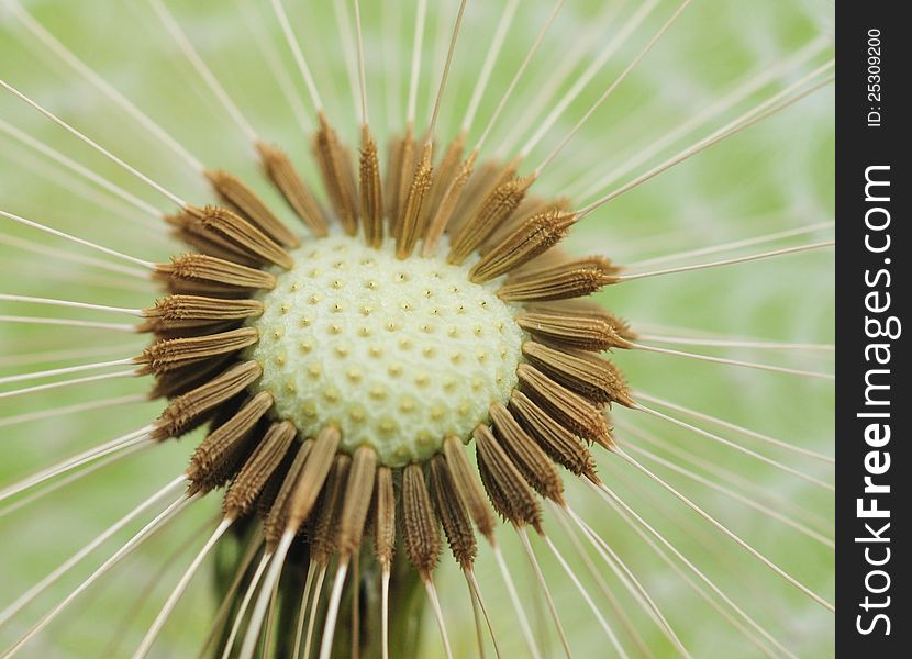 Dandelion seeds with blurred green background