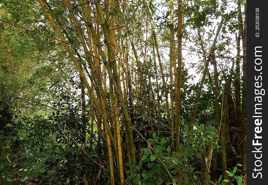 Bamboo is the fastest growing plant on this planet. It has been recorded growing at an amazing 47.6 inches in a 24 hour period. Ba