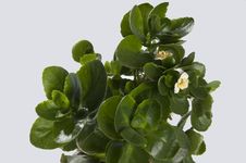 Kalanchoe Stock Photo Kalanchoe Stock Photo