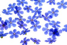 Forget Me Not Stock Photography