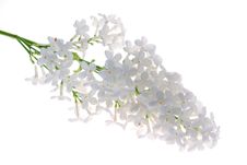 White Lilac Royalty Free Stock Photos White Lilac Royalty Free Stock Photos