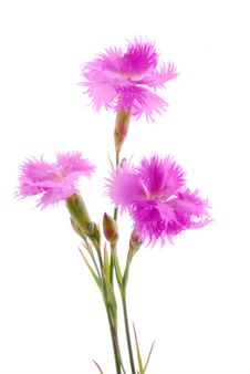 Pink Carnation Royalty Free Stock Photo Pink Carnation Royalty Free Stock Photo