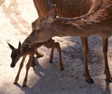 Deer With Fawn In The City Zoo Royalty Free Stock Photo Deer With Fawn In The City Zoo Royalty Free Stock Photo