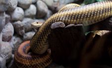 Dangerous Snake In City Zoo Royalty Free Stock Photos Dangerous Snake In City Zoo Royalty Free Stock Photos