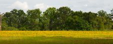 Field Of Yellow Flowers Stock Photography Field Of Yellow Flowers Stock Photography