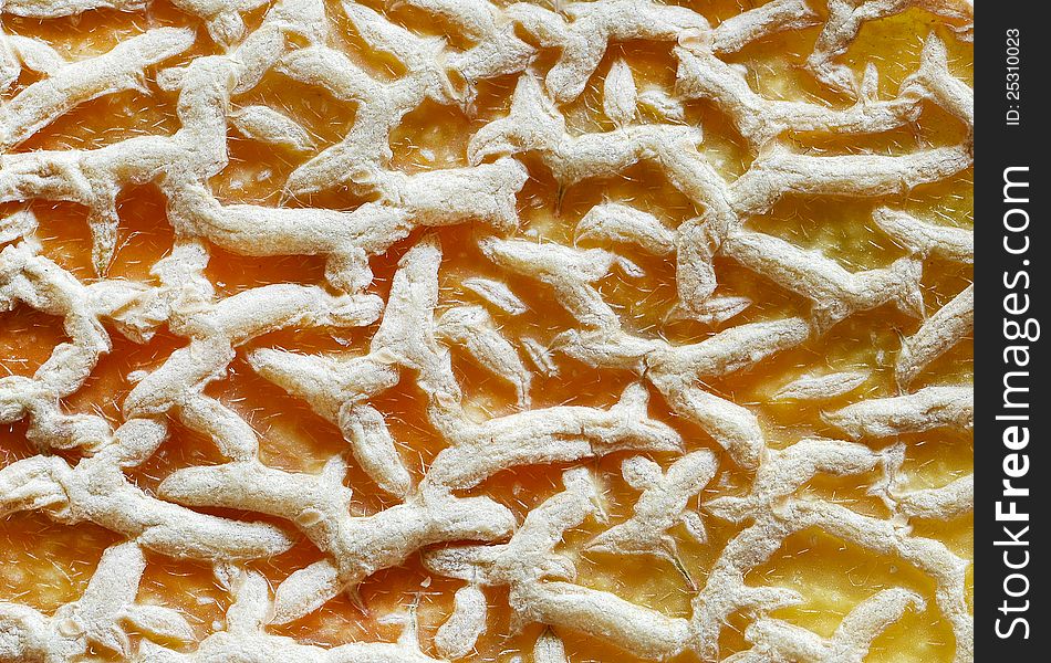 Extreme close-up of cantaloupe skin texture