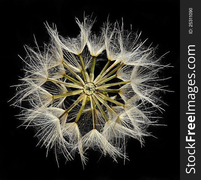 Close-up of dandelion seed head