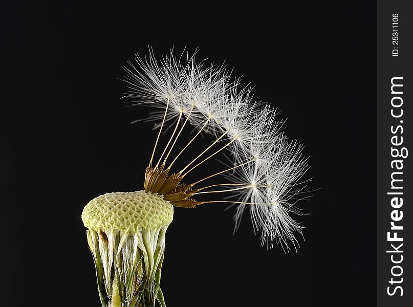 Close-up of dandelion seed head