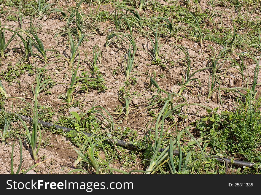 Organically grown onions with drip irrigation