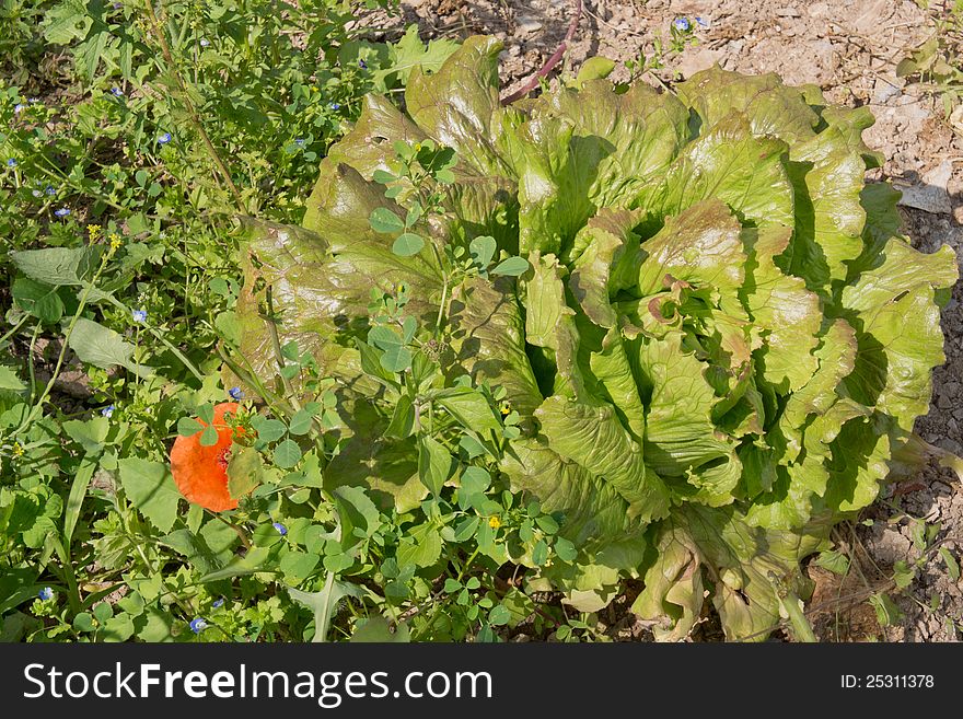 Organic lettuce growing in the ground surrounded by flowers