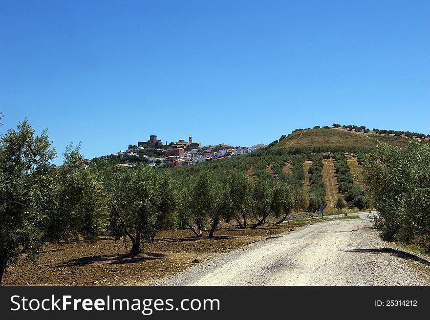 Andalusia, Spain: Fields of Olive Groves and castle on the hill. Andalusia, Spain: Fields of Olive Groves and castle on the hill.