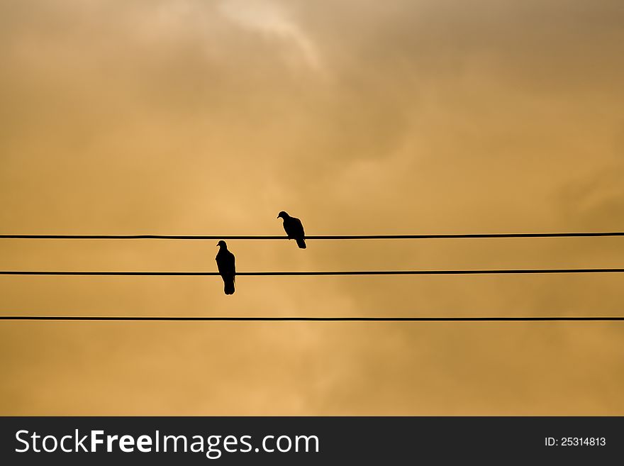 Birds on the wire in twilight time. Birds on the wire in twilight time
