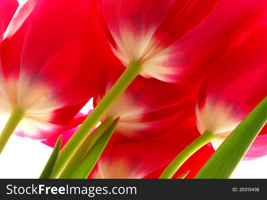 Close up image of red tulips