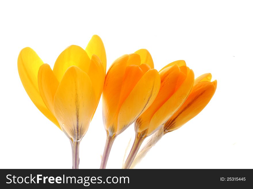 Yellow crocus flowers with white background