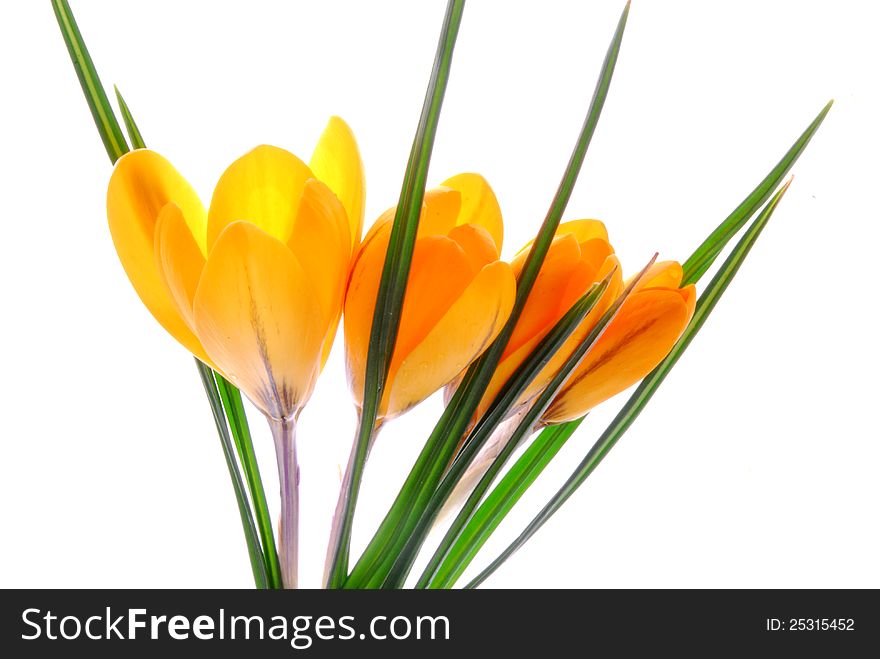 Yellow crocus flowers with white background