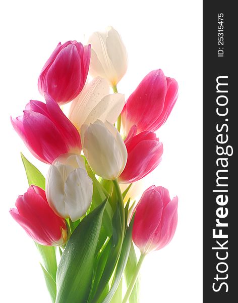 Close up image of red and white tulips