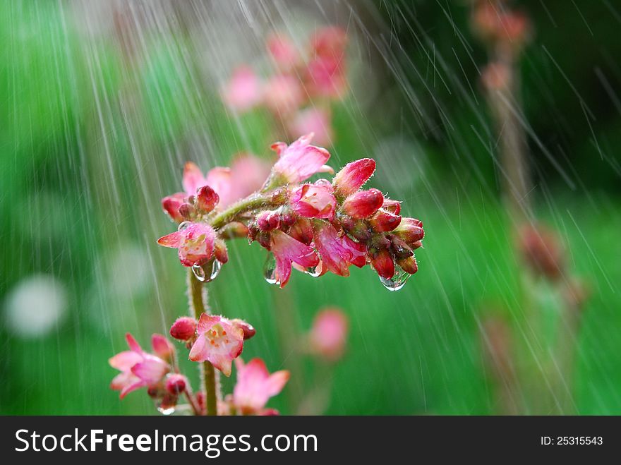 Image of pink heuchera flowers