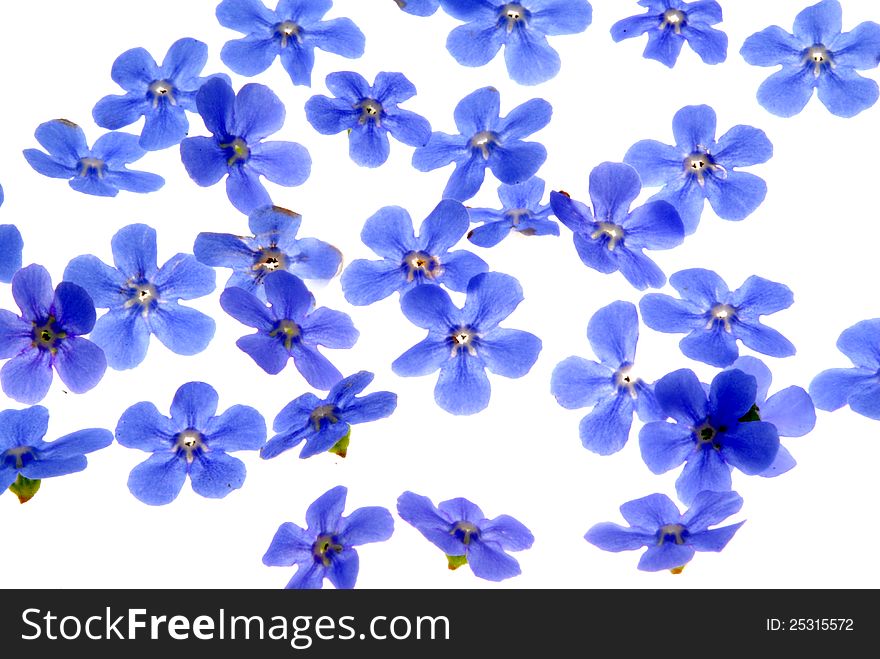 Forget me not flowers with white background