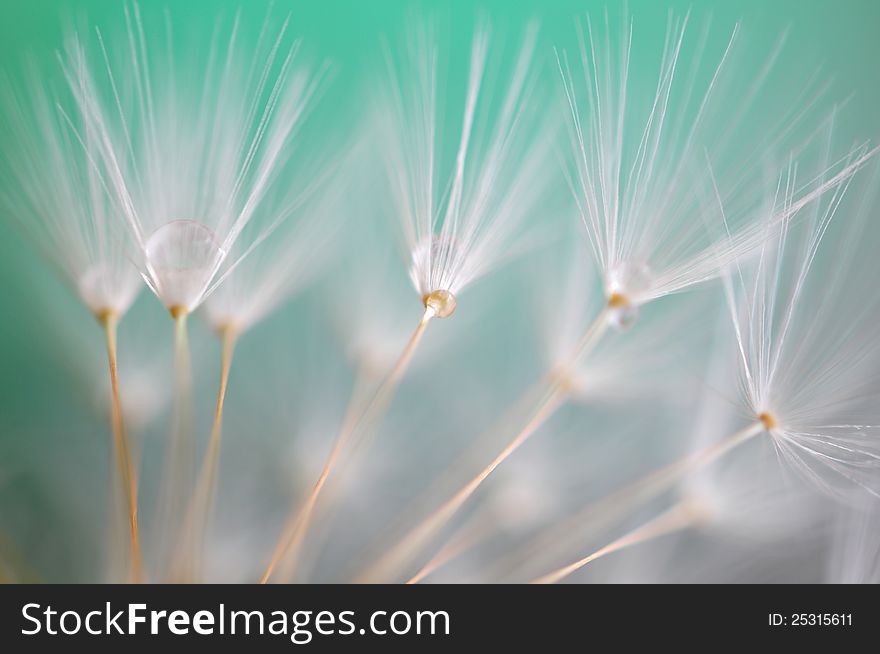 Water drop on dandelion seeds