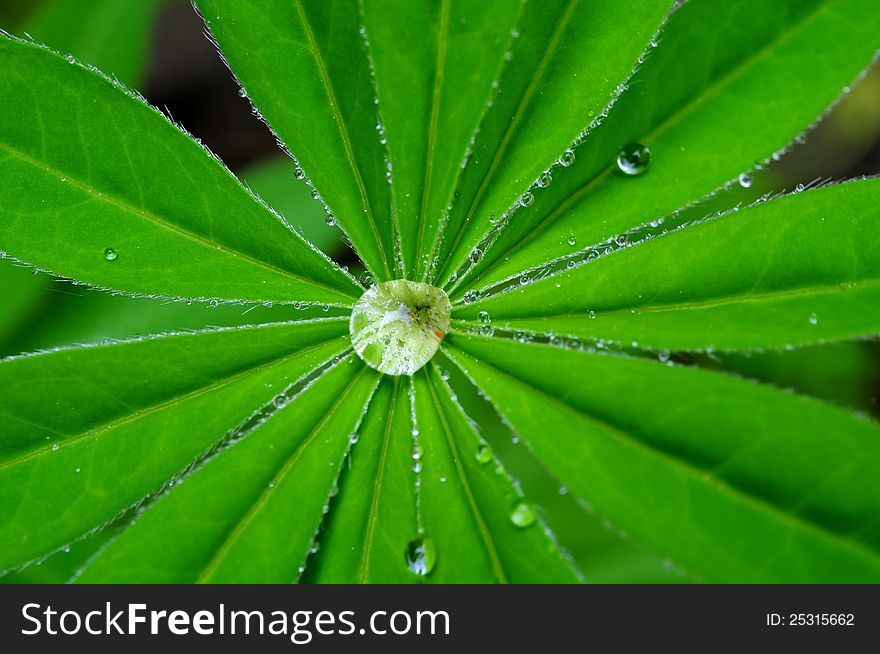 Water drops on green leaf