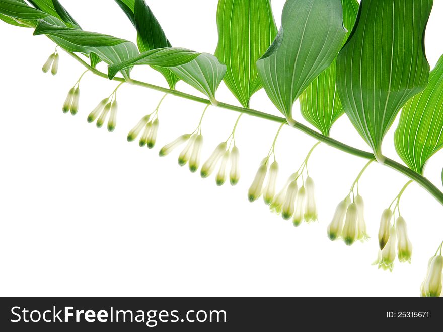 Lily of the walley flowers. Lily of the walley flowers