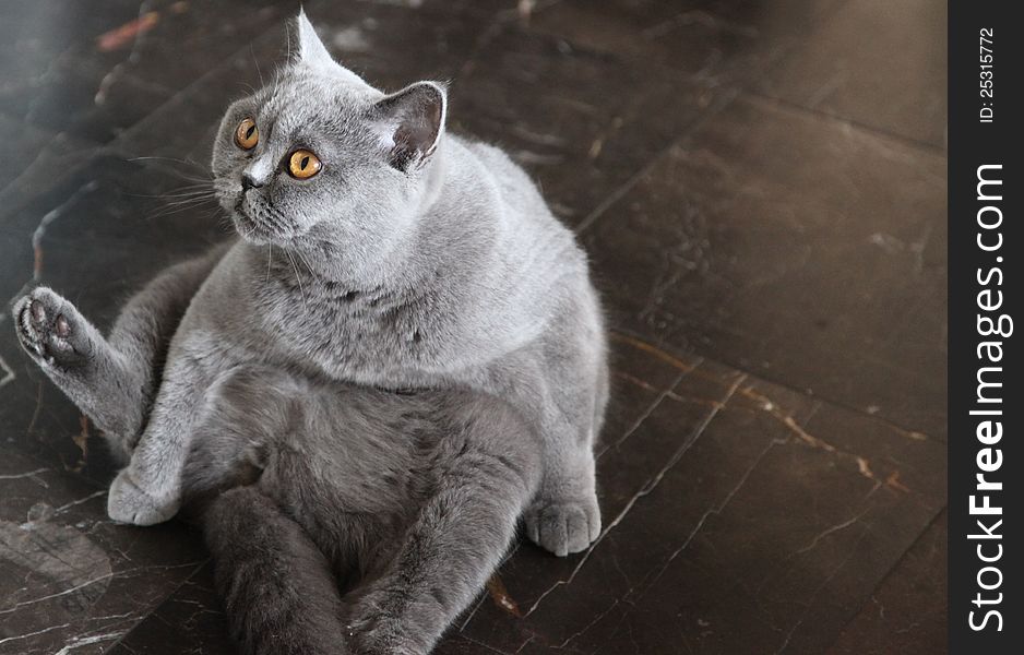 Cat breeds British Shorthair blue color