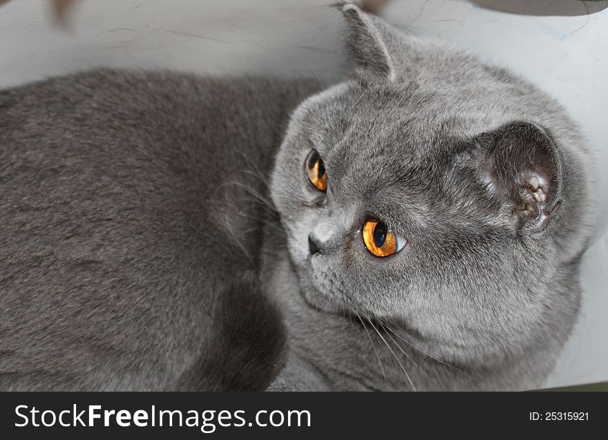 Cat breeds British Shorthair blue color