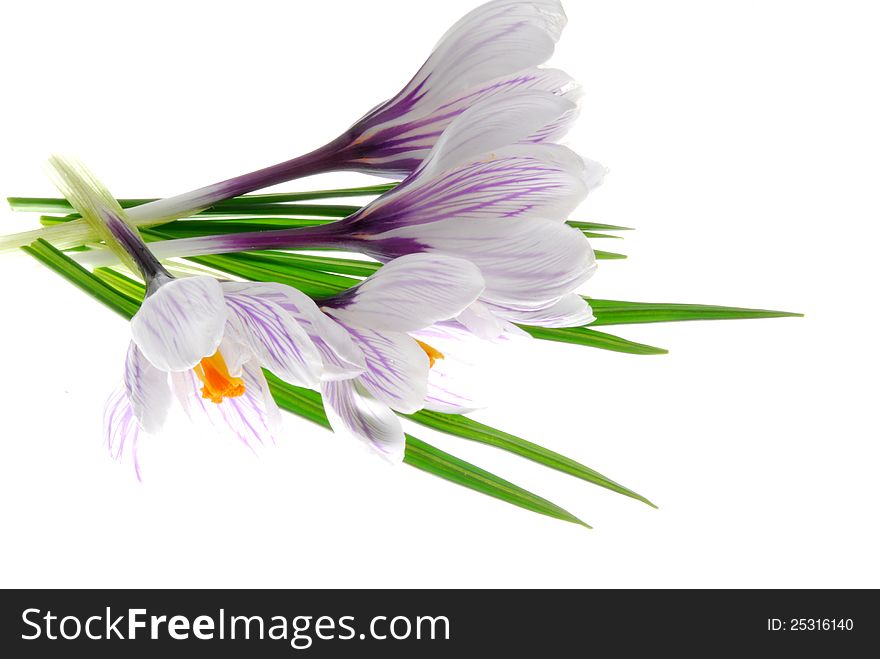 Close up image of crocus