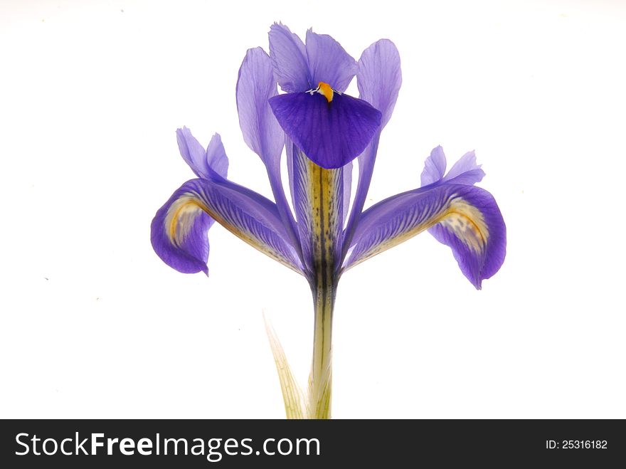 Close up image of a iris. Close up image of a iris