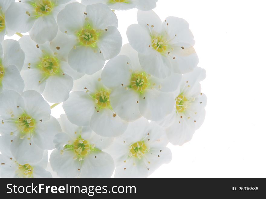 White flower on white background