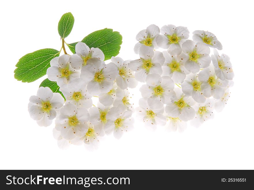 White flower on white background