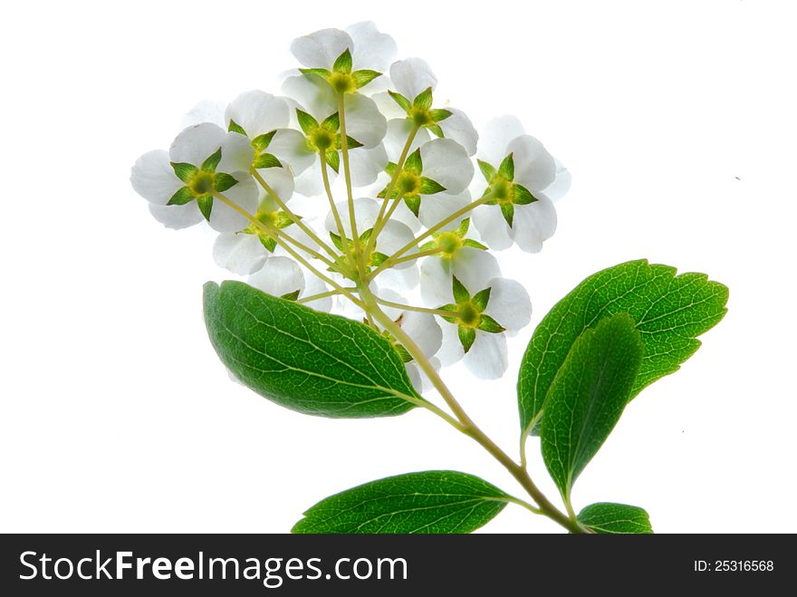 White flower on white background