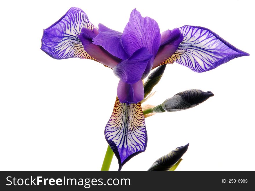 Close up image of a iris. Close up image of a iris