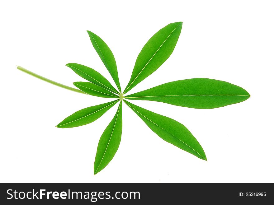 Image of fresh green lupin leaf